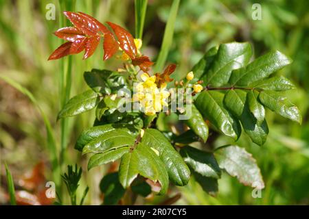 Im Frühling blüht die Mönchien Stockfoto