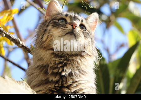 Eine Katze, die auf einem Ast sitzt Stockfoto