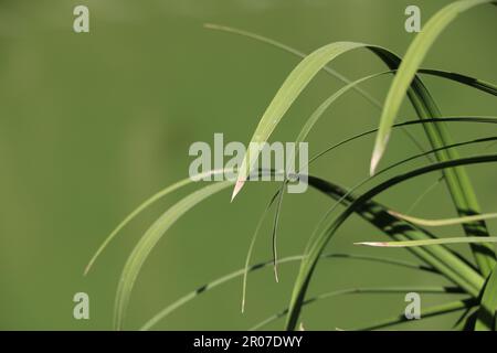 Nahaufnahme einer grünen Pflanze mit langen, dünnen Blättern Stockfoto