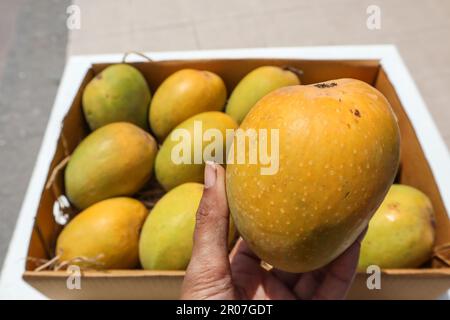 Alphanso Ratnagiri Mangos in einer Kiste zum Verkaufen und Kaufen, Mango in der Hand Stockfoto