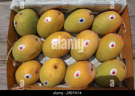 Alphanso Ratnagiri Mangos in einer Schachtel zum Verkaufen und Kaufen Stockfoto