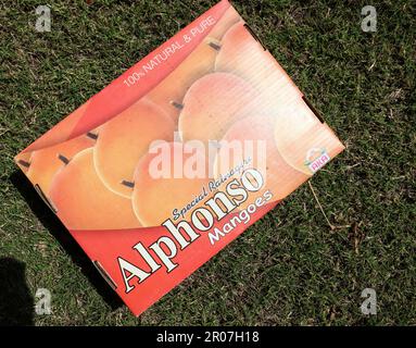 Eine Schachtel Mangos von Alphanso Ratnagiri, die man kaufen und verkaufen kann Stockfoto