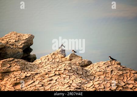 Drei kleine Vögel am Ufer des Flusses. Stockfoto