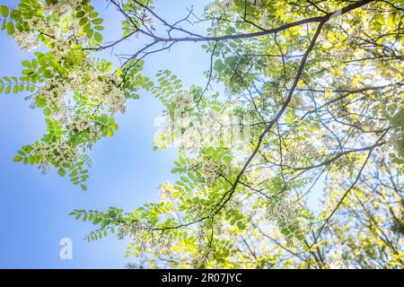 Weiße Blumen Baum Akazien. Blühende Akazienansammlungen. Honigfrühlingspflanze. Zweige von schwarzer Johannisbrot, Robinia pseudoacia, falsche Akazien. Nahaufnahme, mac Stockfoto