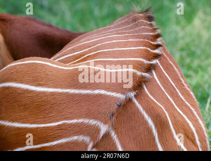 Östlichen Bongo (Tragelaphus Eurycerus Isaaci) Stockfoto