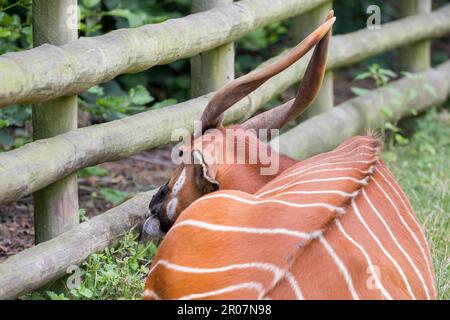 Östlichen Bongo (Tragelaphus Eurycerus Isaaci) Stockfoto