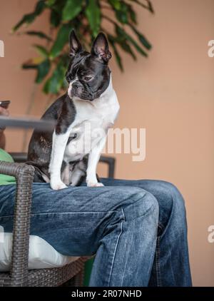 Boston Terrier, der im Sommer auf den Beinen eines Mannes in einem Gartenstuhl sitzt Stockfoto
