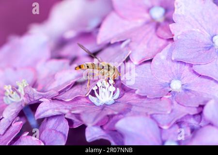 Hoverfly sammeln Pollen bei Hortensie lila Blüten Stockfoto