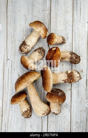 Frische Porcini-Pilze, die im Pfalz-Wald gesammelt wurden Stockfoto