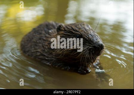 Europäischer Biber (Castor fiber), Jungtier, Rosenheim, Bayern, Deutschland Stockfoto