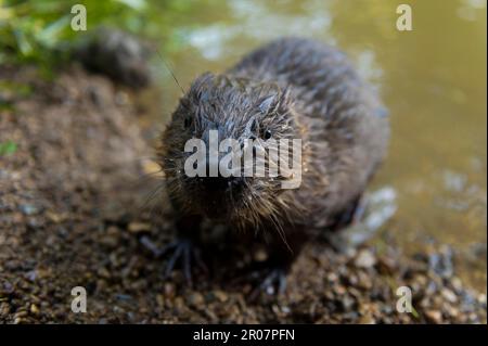 Europäischer Biber (Castor fiber), Jungtier, Rosenheim, Bayern, Deutschland Stockfoto