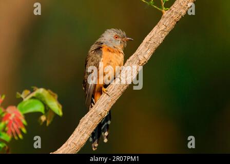 Klagender Kuckuck, klagender Kuckuck, Tiere, Vögel, Kuckuckuckuckuckuckuckuckuhn, Klagender Kuckuck (Cacomantis merulinus) männlicher Erwachsener, hoch oben im Rama IX Park Stockfoto