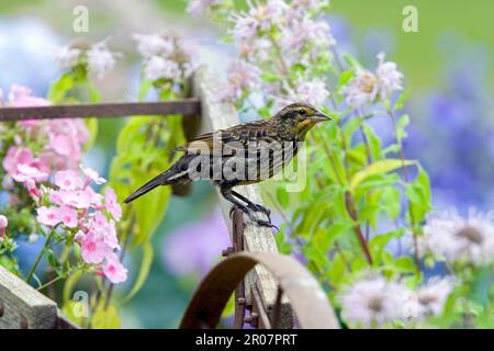 Rotflügelfalter (Agelaius phoeniceus), weiblich, hoch oben auf dem alten Pflug (U.) S.A. Stockfoto