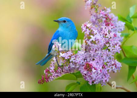 Blauer Vogel (Sialia currucoides), männlich, hoch oben auf blühenden Flieder (U.) S.A. Stockfoto