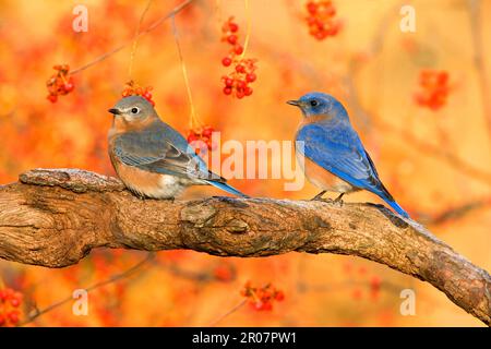 Östlicher Blauer Vogel (Sialia sialis), erwachsenes Paar, hoch oben auf einem Ast neben bittersüß (U.) S. A. Herbst Stockfoto