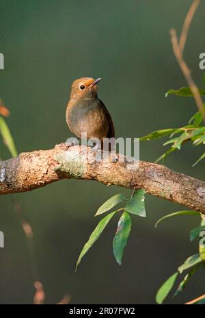 Kleine Niltava (Niltava macgriregon), Erwachsene Frau, auf einem Ast sitzend, Kathmandu, Nepal Stockfoto