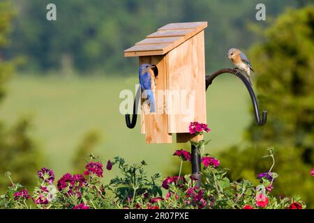 Östlicher Blauer Vogel (Sialia sialis), Erwachsenenpaar, hoch oben in der Nestbox in Garden (U.) S.A. Stockfoto