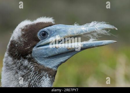 Braune, braune, braune, braune, weiße, braune, Braunboobies (Sula leucogaster), Möpse, Ruddy-Foots, Tiere, Vögel Stockfoto