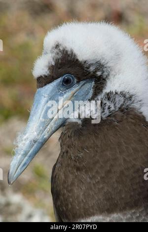 Braune, braune, braune, braune, weiße, braune, Braunboobies (Sula leucogaster), Möpse, Ruddy-Foots, Tiere, Vögel Stockfoto