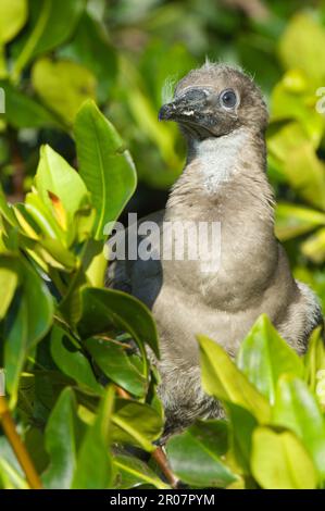 Rotfüßiger (Sula sula), sitzt in roten Mangroven (Rhizophora Mangle), Darwin Bay, Genovesa, Galapagos Stockfoto