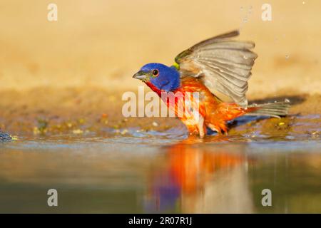 Passerina ciris, männlicher Erwachsener, badend, Süd-Texas (USA) S. A. Stockfoto