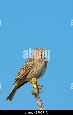 Corn Bunting (Miliaria calandra), Erwachsener, singend, hoch oben auf Feigenbaum, Lesvos, Griechenland Stockfoto