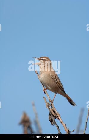 Rupus-Tailling Scrub-Robin (Cercotrichas galactotes) männlicher Erwachsener, singend, hoch oben auf dem Zweig, Lesvos, Griechenland Stockfoto