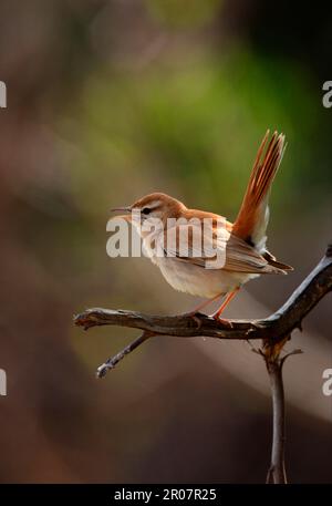 Rupus-Schwanzschwanz-Scrub-Robin (Cercotrichas galactotes galactotes) männlicher Erwachsener, singend, mit Schwanzschwanz, Marokko Stockfoto