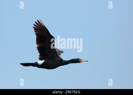 Rotschopf-Kormoran (Phalacrocorax urile), Kommandoinseln, Meer, Kamtschatka Krai, Russisch Fernost, Russland, Mai, Rotgesichter Kormorant, Copepods Stockfoto