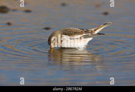 Schneegewirke (Plectrophenax nivalis), Schneegewirke, Singvögel, Tiere, Vögel, bunting, Schneewittchen, Erwachsener, Winterzucht, Trinken, Norfolk Stockfoto