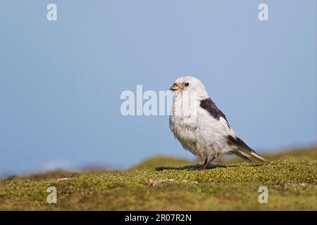 Schneebunt (Plectrophenax nivalis) männlich, Sommerzucht, stehend, Spitzbergen, Svalbard Stockfoto