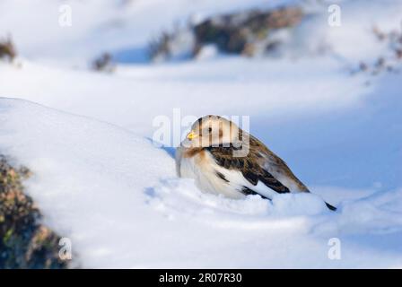 Schneewölfe (Plectrophenax nivalis), Erwachsene, Winterzucht, auf Schnee ruhen, Cairngorm Berge, Highlands, Schottland, Vereinigtes Königreich Stockfoto