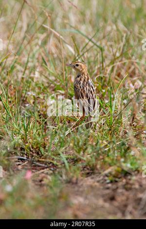 Pektoralfleck Cisticola (Cisticola brunnescens), Erwachsener, steht auf feuchter Wiese, Lake Nakuru N. P. Kenia Stockfoto