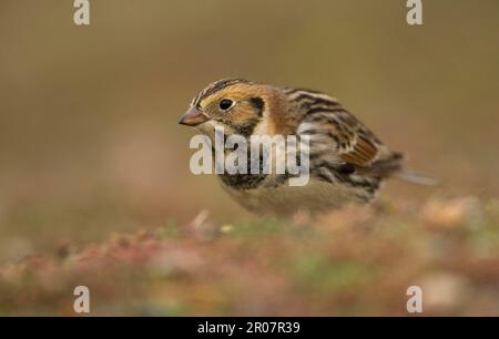 Lappland Bunting (Calcarius lapponicus), Erwachsener, Winterzucht, steht auf Schindeln, Salthouse, Norfolk, England, Vereinigtes Königreich Stockfoto