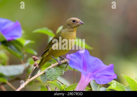 Passerina ciris, weiblich, gemalt, auf dem Morning Glory Stamm (U.) S. A. Stockfoto