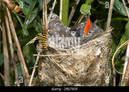 Gemeiner Kuckuck (Cuculus canorus), jung im Nest von Reed Warbler, Zimtmottenlarve (Tyria jacobaeae), Warwickshire, England, Vereinigtes Königreich Stockfoto