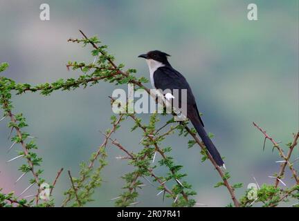 Jacobin-Kuckuck (Clamator-Jacobinus), Jacobin-Kuckuck, Tiere, Vögel, Kuckuckuck-Vögel, Jacobin Cuckoo (Oxylophus jacobinus), Erwachsener, hoch oben in Akazien Stockfoto