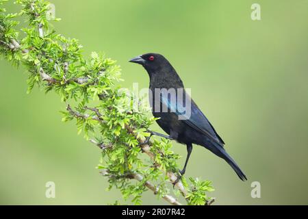 Brünierter Cowbird (Molothrus aeneus), männlich, hoch oben auf einem Ast, Süd-Texas (U.) S.A. Stockfoto