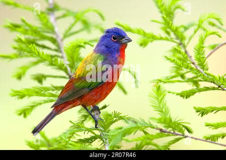 Passerina ciris, männlicher Erwachsener, hoch oben auf dem Zypressenzweig (U.) S. A. Stockfoto