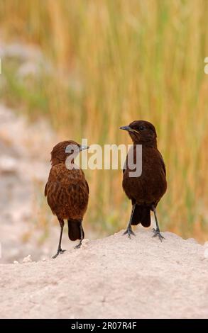 Südlicher Ameisenschlaf (Myrmecocichla formicivora), Erwachsener und Jugendlicher auf Termitenhügel, Etosha, Namibia Stockfoto