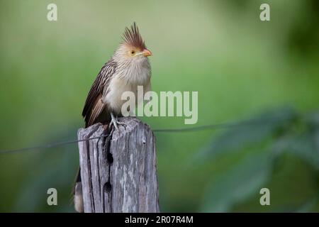 GUIRA Kuckuck, guira Kuckuck (Guira guira), Guira Kuckuck, Tiere, Vögel, Kuckuckuck Vögel, GUIRA Cuckoo Erwachsener, hoch oben auf dem Zaunpfahl, Pantanal, Mato Stockfoto