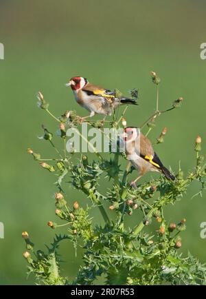 Europäischer Goldfink (Carduelis carduelis), ausgewachsenes Paar, Fütterung von Samendistelsamen, frühmorgens, England, Vereinigtes Königreich Stockfoto