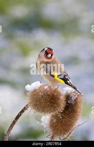 Europäischer Goldfink (Carduelis carduelis), ausgewachsen, füttert, sitzt auf schneebedeckten Karpfen, England, Vereinigtes Königreich Stockfoto