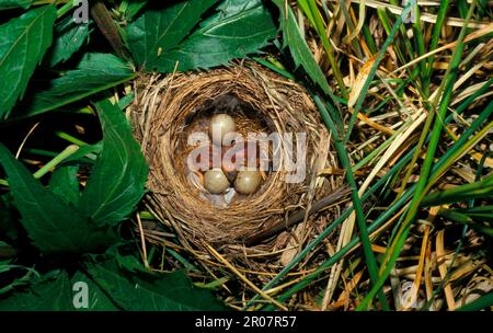 Sedge Warbler (Acrocephalus schoenobaenus), Singvögel, Tiere, Vögel, Sedge Warbler Nest mit drei Eiern und zwei frisch geschlüpften Stockfoto