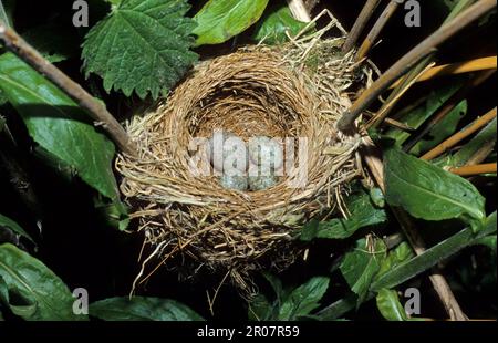 Gewöhnliches Kuckuckei (Cuculus canorus), in Reed Warbler (Acrocephalus scirpaceus) Nest, England, Vereinigtes Königreich Stockfoto