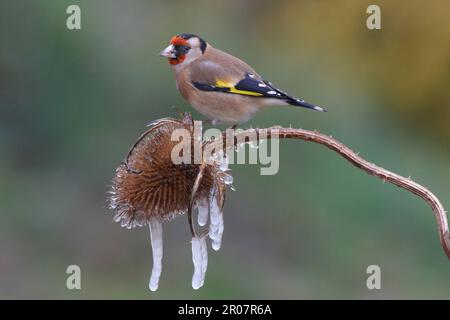 Goldfink (Carduelis carduelis), ausgewachsen, Fütterung von Seekopf aus Teasel (Dipsacus fullonum) mit Eiszapfen, England, Vereinigtes Königreich Stockfoto