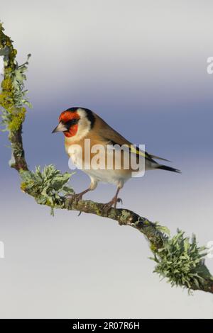 Europäischer Goldfink (Carduelis carduelis), Erwachsener, sitzt auf einem frostbedeckten und gefärbten Zweig, Schottland, Winter Stockfoto