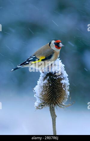 Ausgewachsener europäischer Goldfink (Carduelis carduelis), der sich während des Schneefalls von Wildteasel (Dipsacus fullonum) ernährt Stockfoto