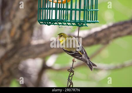 Amerikanischer Goldfinsch (Carduelis tristis), weiblich, bei der Vogelfütterung im Garten, North Dakota (U.) S.A. Stockfoto