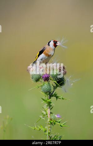 Goldfink, Goldfink, Goldfink, goldfink (Carduelis carduelis), Singvögel, Tiere, Vögel, Finken, Europäischer Goldfink, Erwachsener, füttern Stockfoto